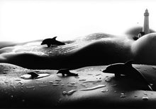 Load image into Gallery viewer, Dolphins
